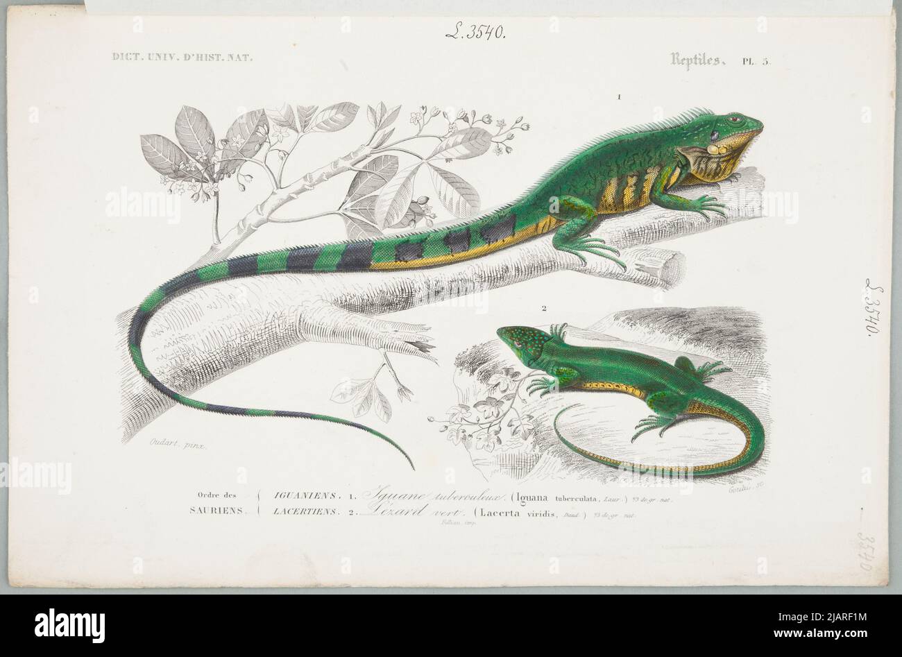 Reptiles pl.5. Plansza comes from the Universal Dictionary of Natural History Summarizing and Completing All the Facts Presented by the Encyclopedias, /. In a collection of boards from various albums of natural history Goutu, Oudart, Paul Louis (1796 1860), Folliau Imp. Stock Photo