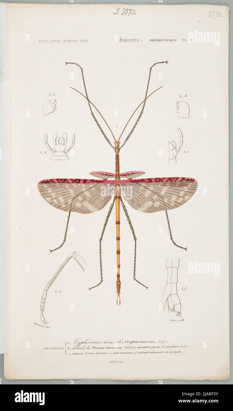 Orthoptera pl.2 Plansza comes from the Universal Dictionary of Natural ...