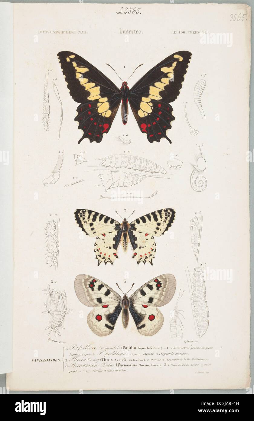 Lépidoptera Plansza comes from the Universal Dictionary of Natural ...