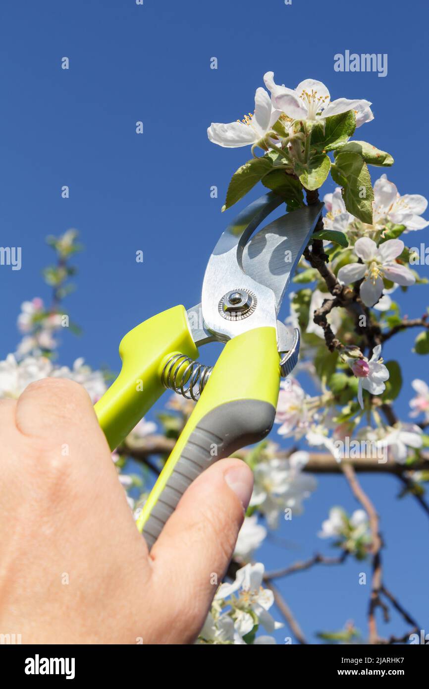 Male farmer look after the garden. Pruning of fruit trees. Man with the