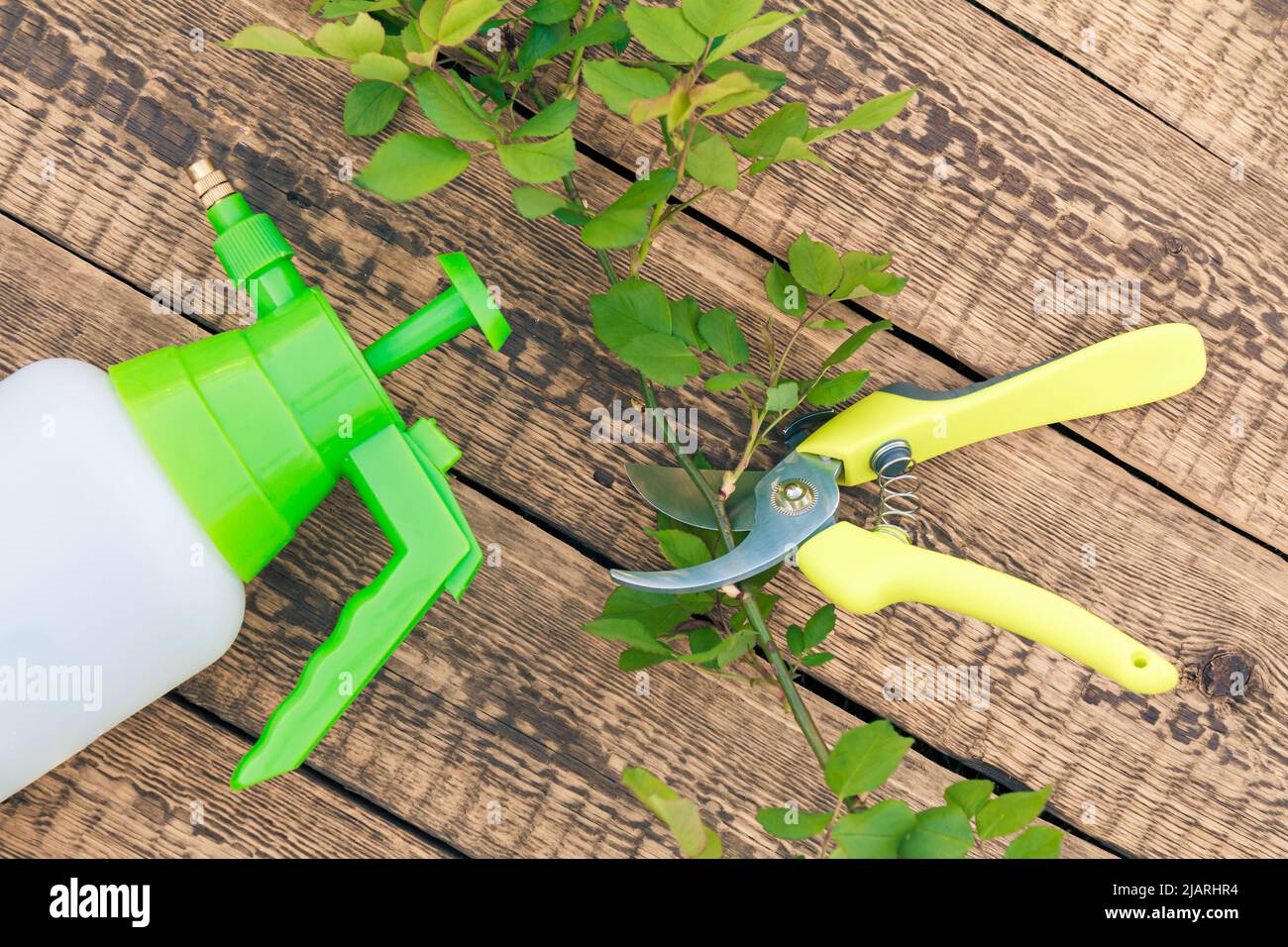 Pressure sprayer, a pruner and cut branches of rose on the wooden