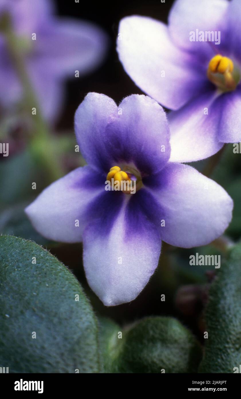 CLOSE-UP OF THE FLOWERS OF AN AFRICAN VIOLET PLANT. Stock Photo