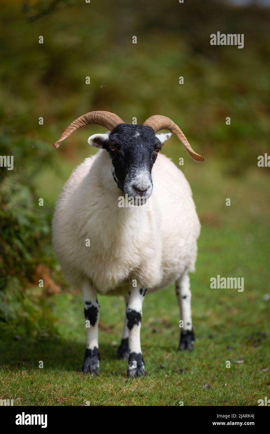 Horned Sheep on Dartmoor, Devon, UK Stock Photo