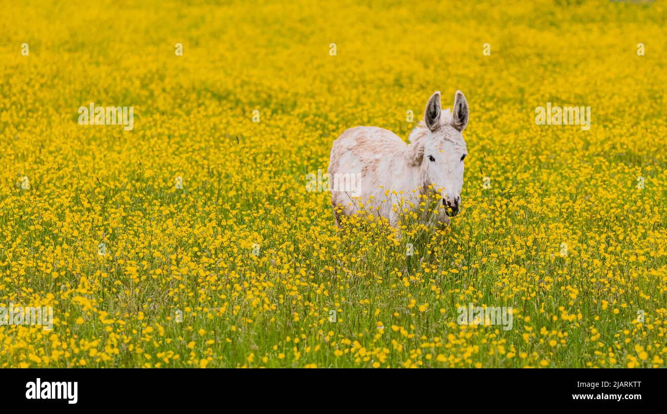 Family of donkeys outdoors in spring. Couple of donkeys on the meadow. Travel photo, no people, copyspace for text, selective focus Stock Photo