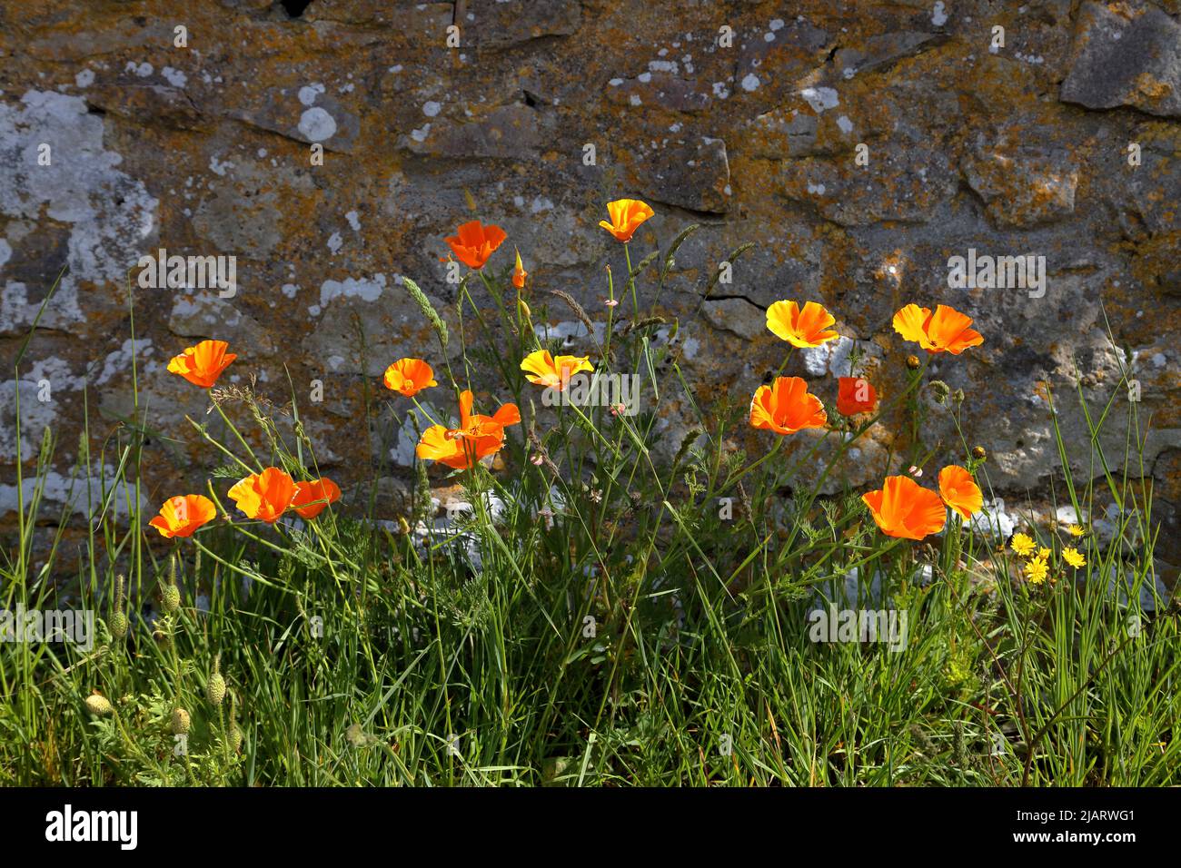 Just growing as mother nature intended these wild roadside flowers brighten up and roadside. Stock Photo