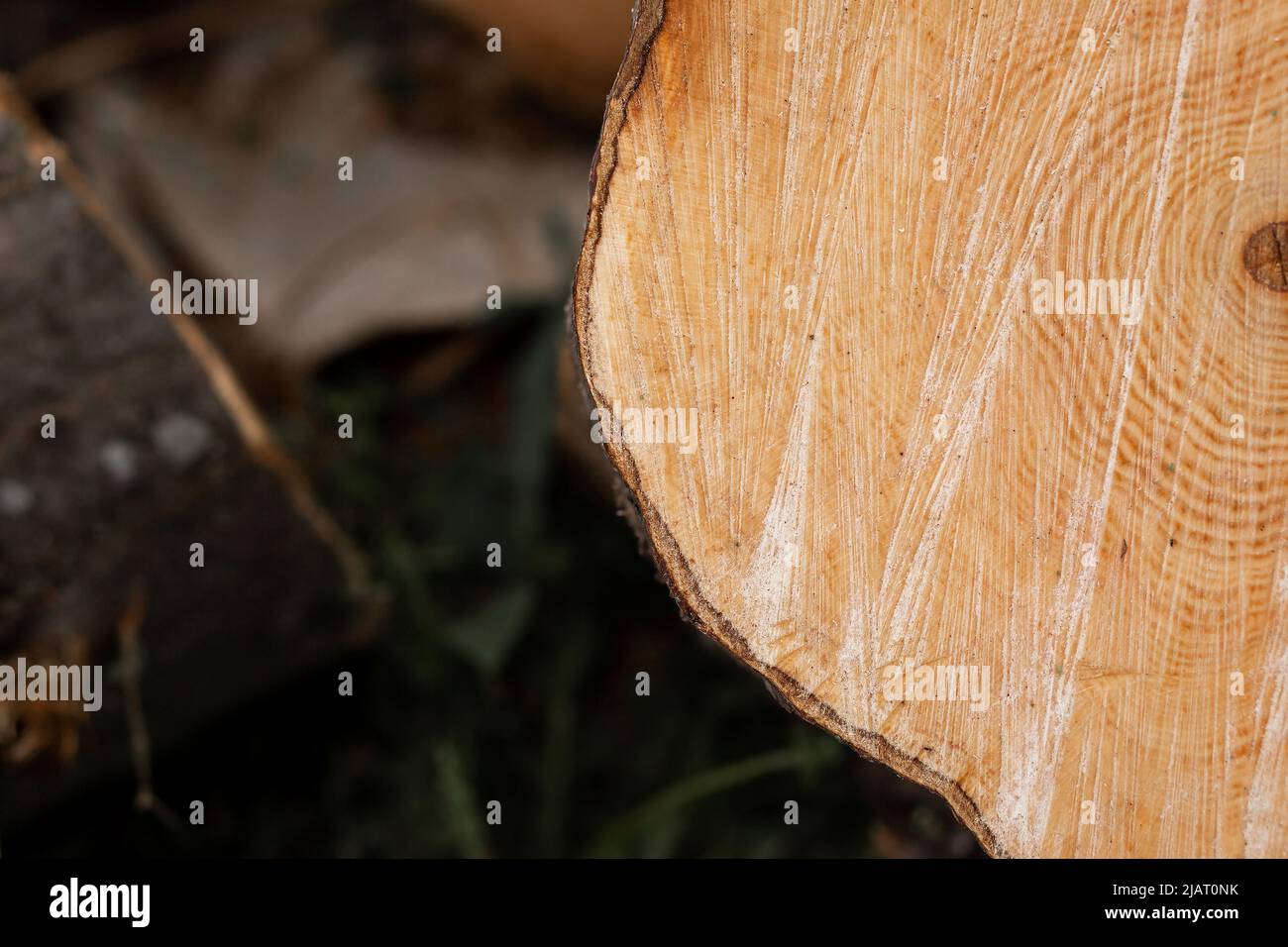 Cut stump. Cross section of the tree. Firewood for burning furnace