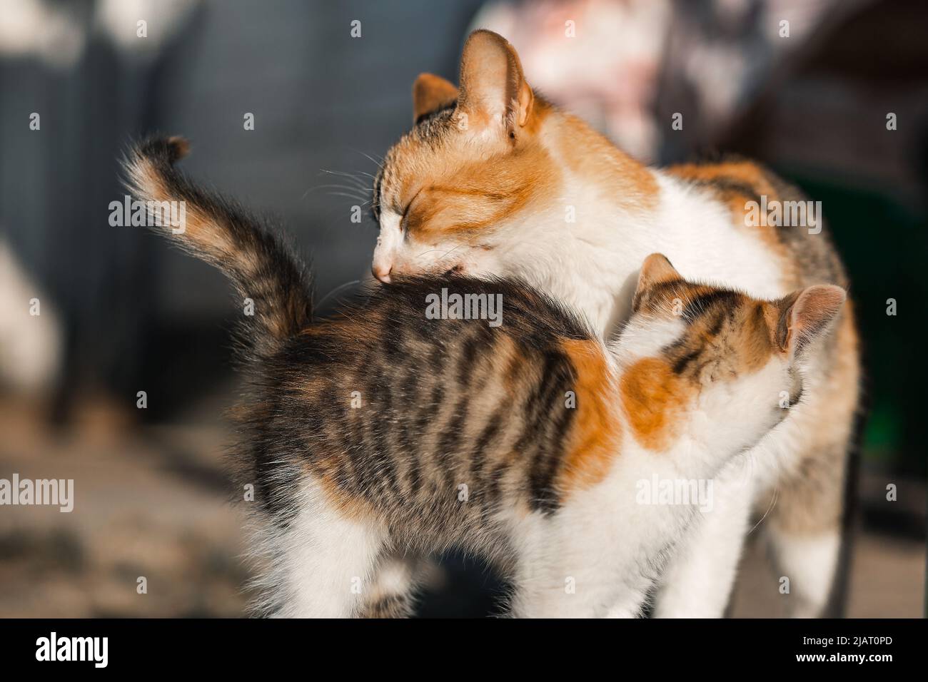 Mother cat is playing with her child. Licks kitten with tongue Stock Photo