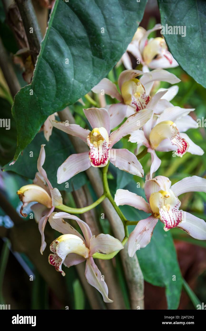 Orchid flower, white cymbidium. Tropical floral background Stock Photo