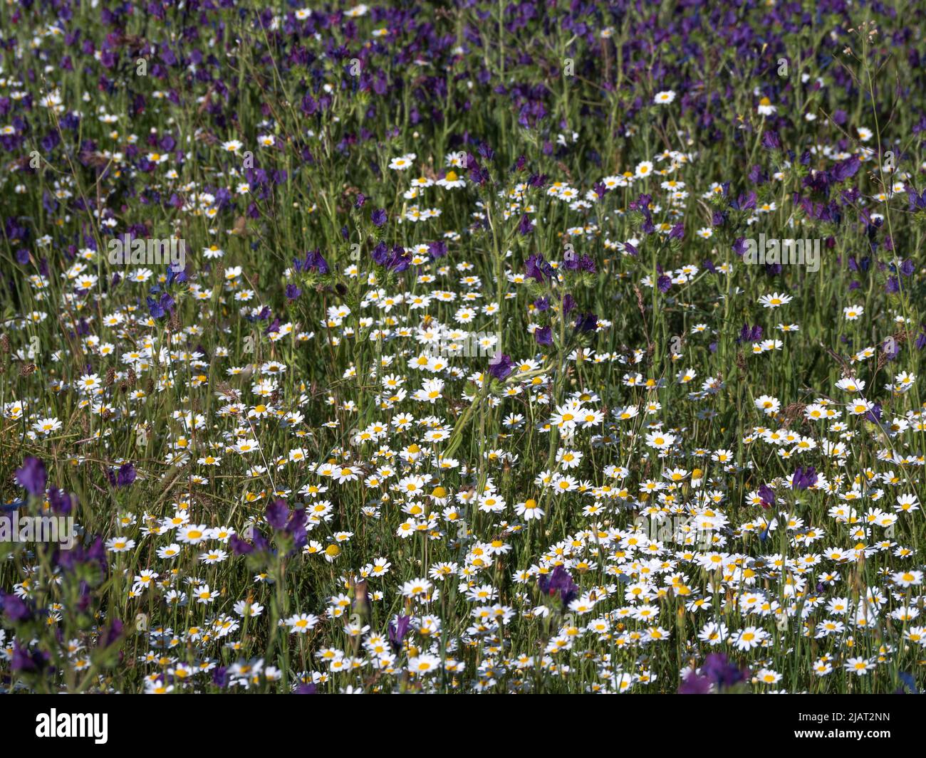 Meadow of wild chamomile and viper's bugloss or blueweed  in a mountain range. Stock Photo