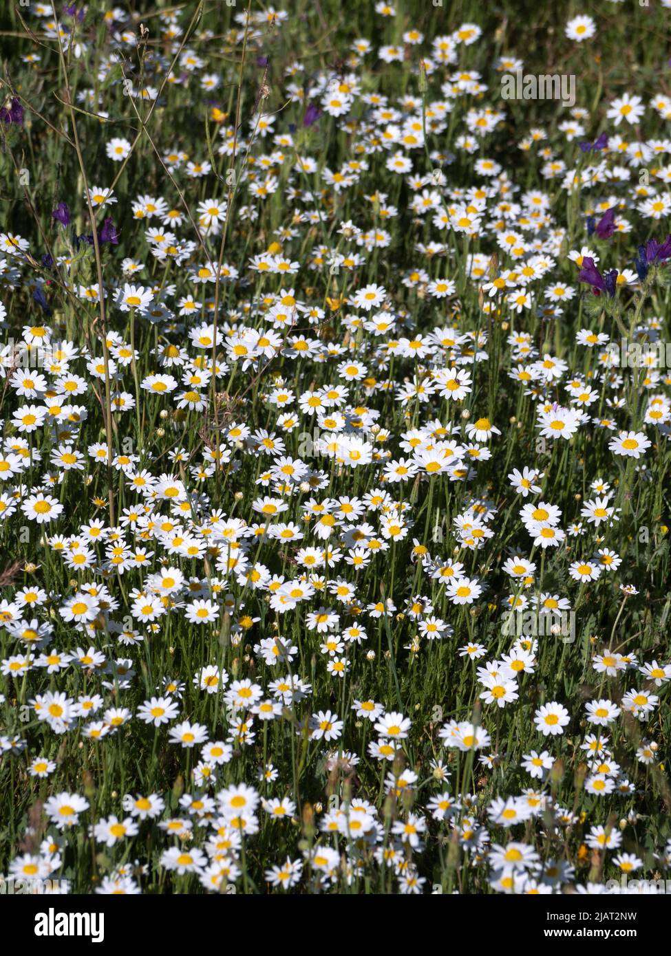 Vertical view of wild chamomile and viper's bugloss or blueweed  in a mountain meadow. Stock Photo