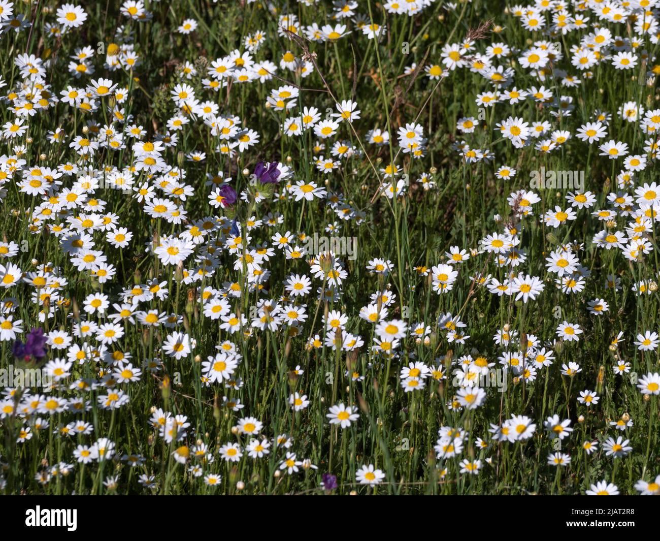 Meadow of wild chamomile and viper's bugloss or blueweed  in a mountain range. Stock Photo