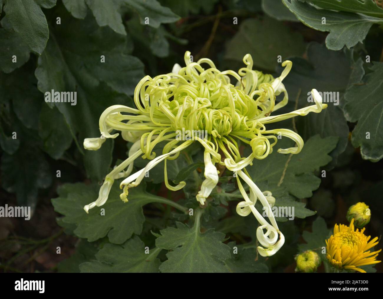 one green chrysanthemum flowers looks like curve hair in the garden Stock Photo Alamy