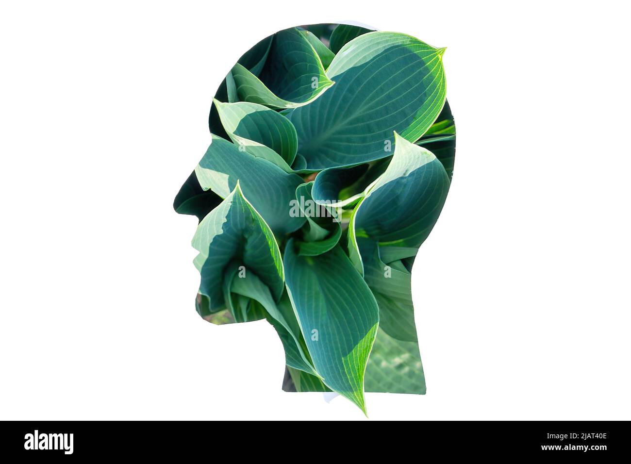 Plant leaves coming through a man's head profile paper cut-out with copy space. Stock Photo