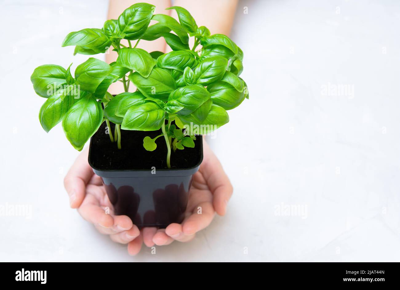 Pot of fresh sweet basil in hands with copy space. Basil planting