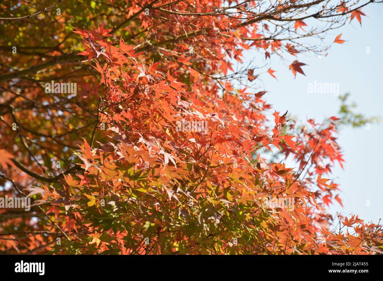 Priti Nyc Red Maple