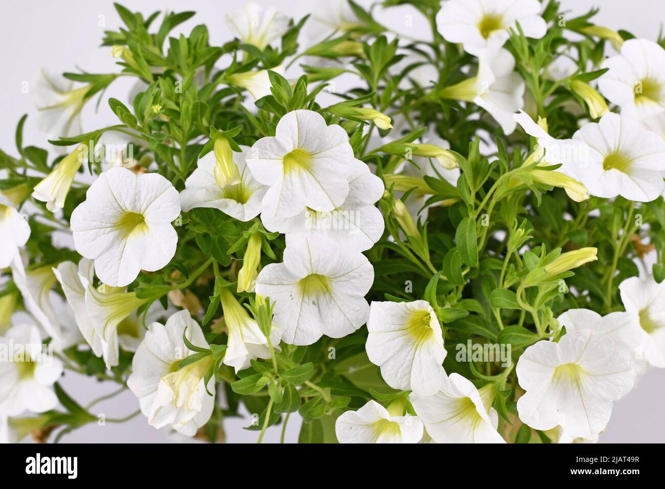 White Calibrachoa flowers in bloom Stock Photo