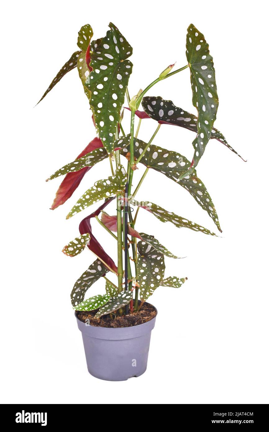 Tall 'Begonia Maculata' houseplant with white dots in flower pot on white background Stock Photo