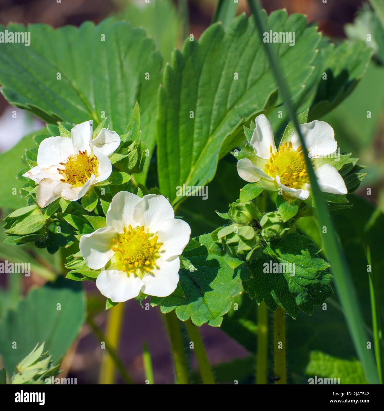 White strawberry flowers on a garden bed Stock Photo - Alamy