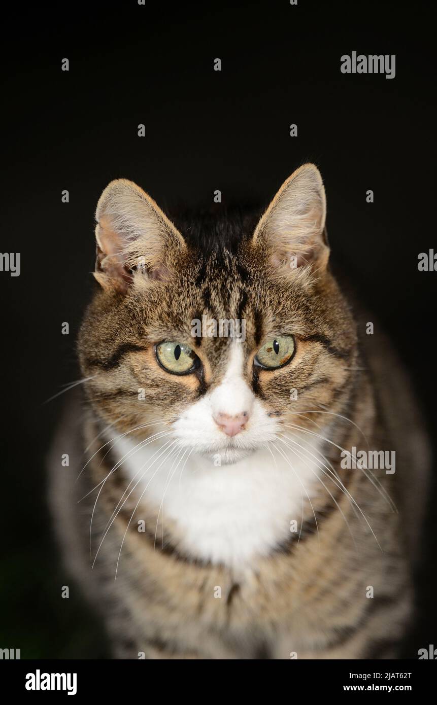 Close up portrait of pet domestic tabby cat Stock Photo