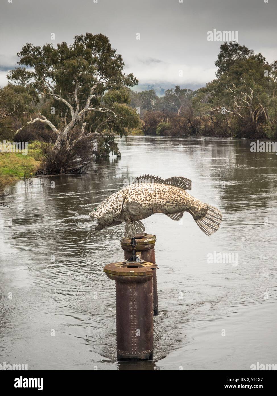 Murray Cod (Maccullochella peelii) sculpture in the middle of the Murray River at Tintaldra, Victoria. Stock Photo