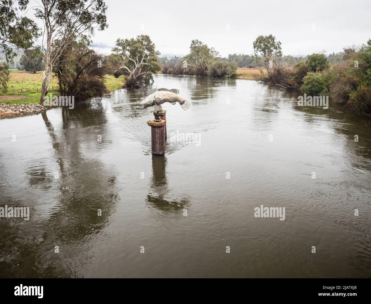 Murray Cod (Maccullochella peelii) sculpture in the middle of the Murray River at Tintaldra, Victoria. Stock Photo