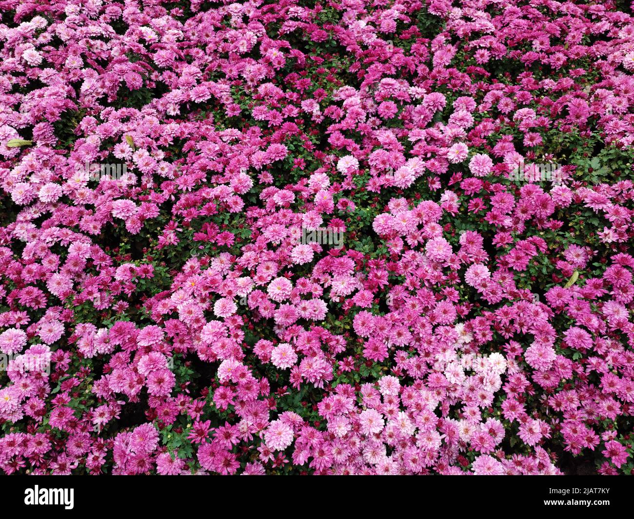 small purple chrysanthemum flowers spread on the ground in the garden