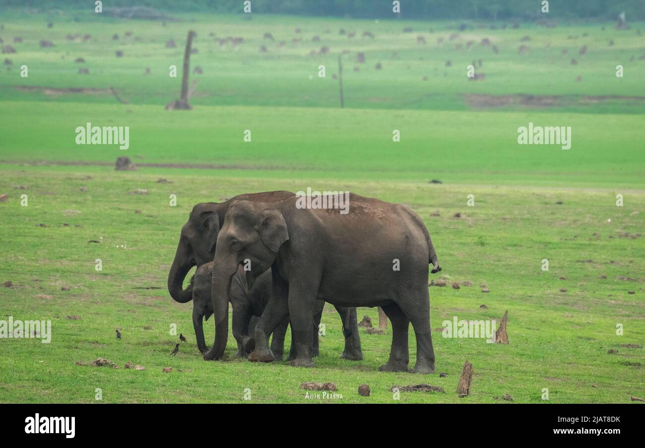 A Group of Asian Wild Elephants with Cub Walking on the Banks of Kabini River, India Stock Photo