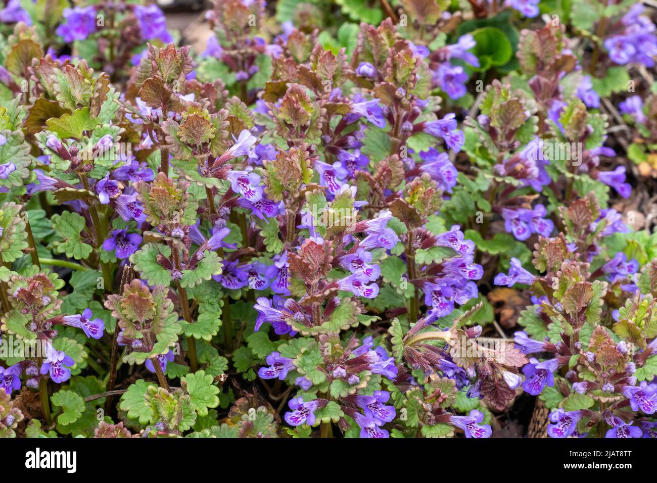 Green leaves and purple flowers of Glechoma Hederacea plant, in the ...