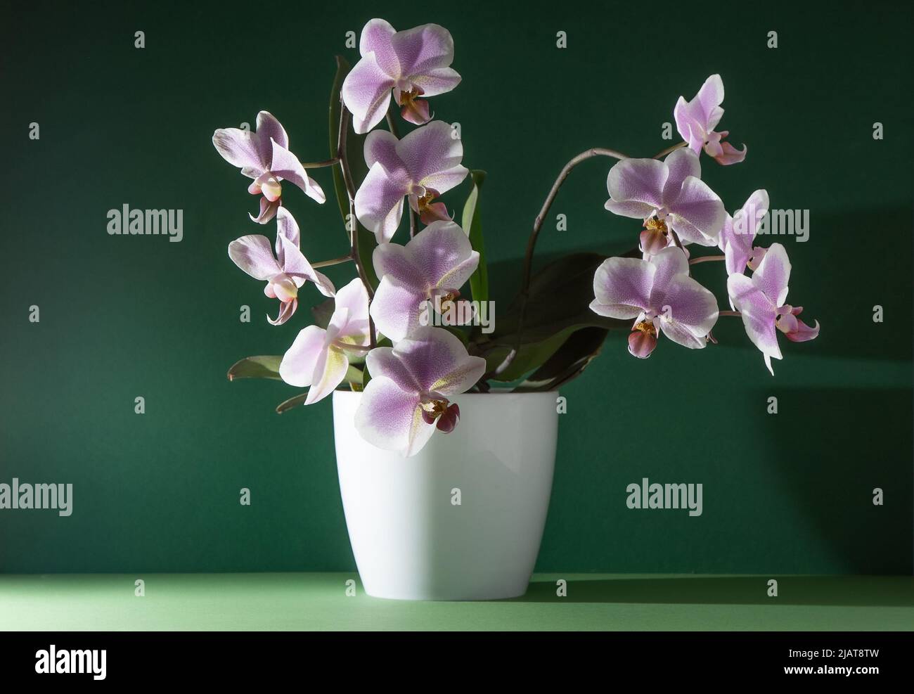 Pink orchid two branches. White purple phalaenopsis buds. Phalaenopsis indoor flower. Flowers on a green background. Blooming orchids in pot close up. Stock Photo