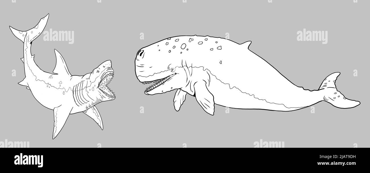 Shark megalodon attacks a prehistoric whale Livyatan. Battle of the animals illustration. Template for coloring book. Stock Photo