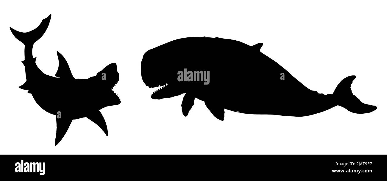 Shark megalodon attacks a prehistoric whale Livyatan. Battle of the animals illustration. Silhouette drawing  with extinct animals. Stock Photo
