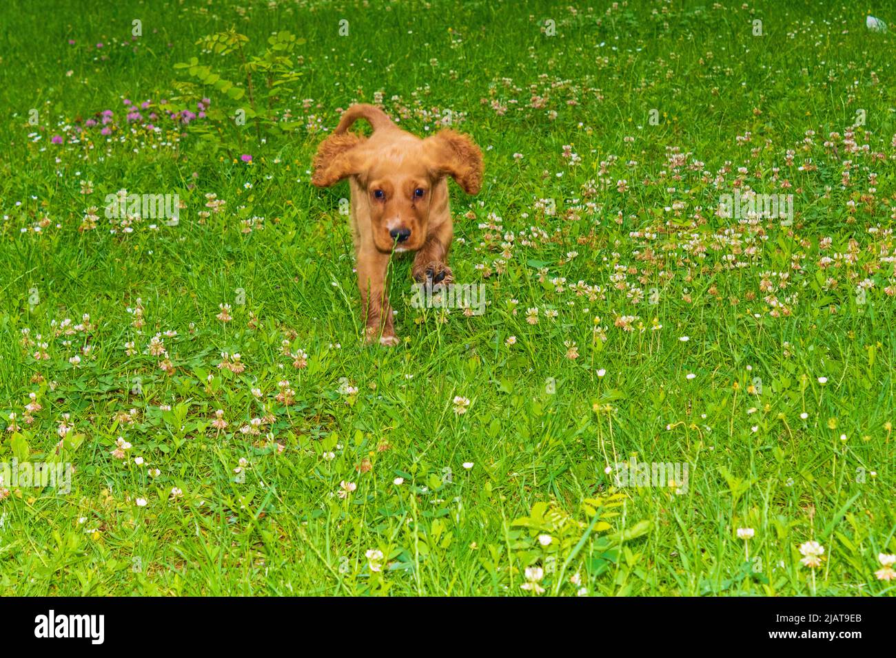 Cute two month old male English Cocker Spaniel playing in a green ...