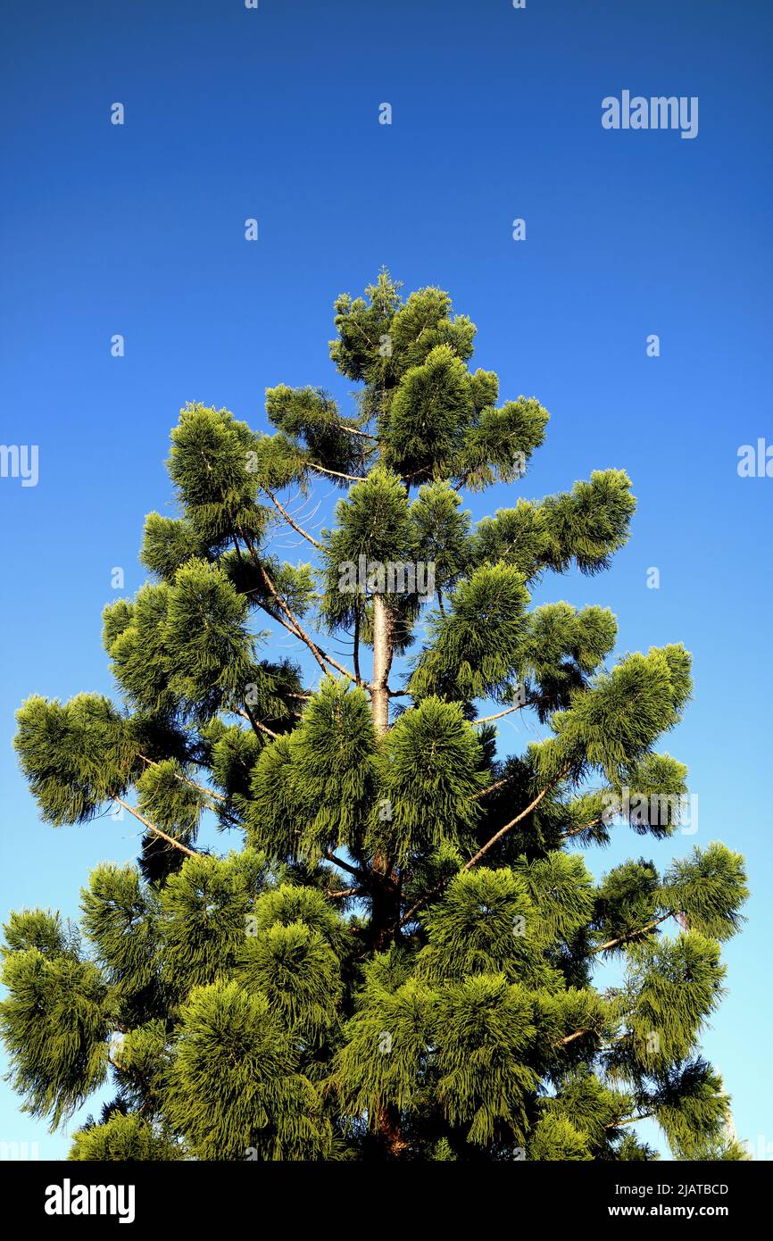 Australian Hoop Pine Araucaria cunninghamii Stock Photo