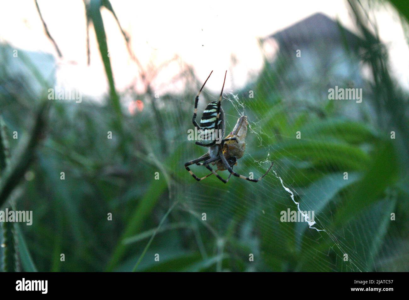 Spider, mighty hunter Stock Photo