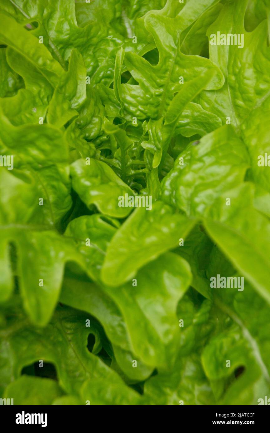 Leaf salad pattern hi-res stock photography and images - Alamy