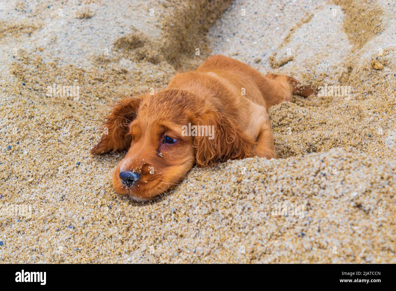 Can I Take My 2 Month Old Puppy To The Beach