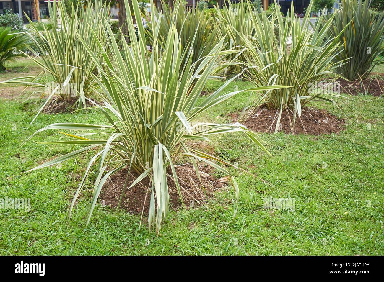 Ornamental phormium bushes in the garden for landscaping Stock Photo