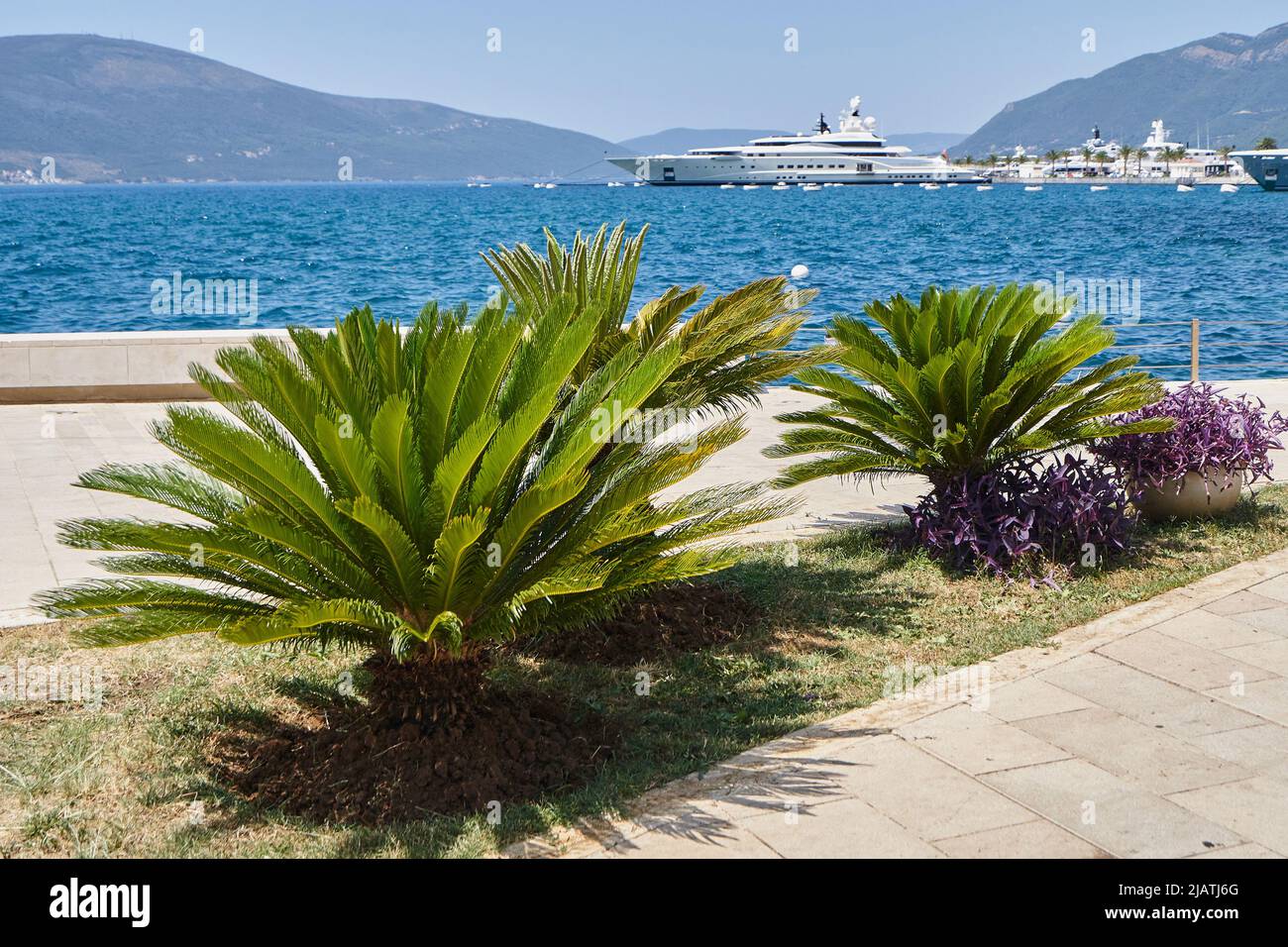 Cycas palm plant growth by the sea Stock Photo