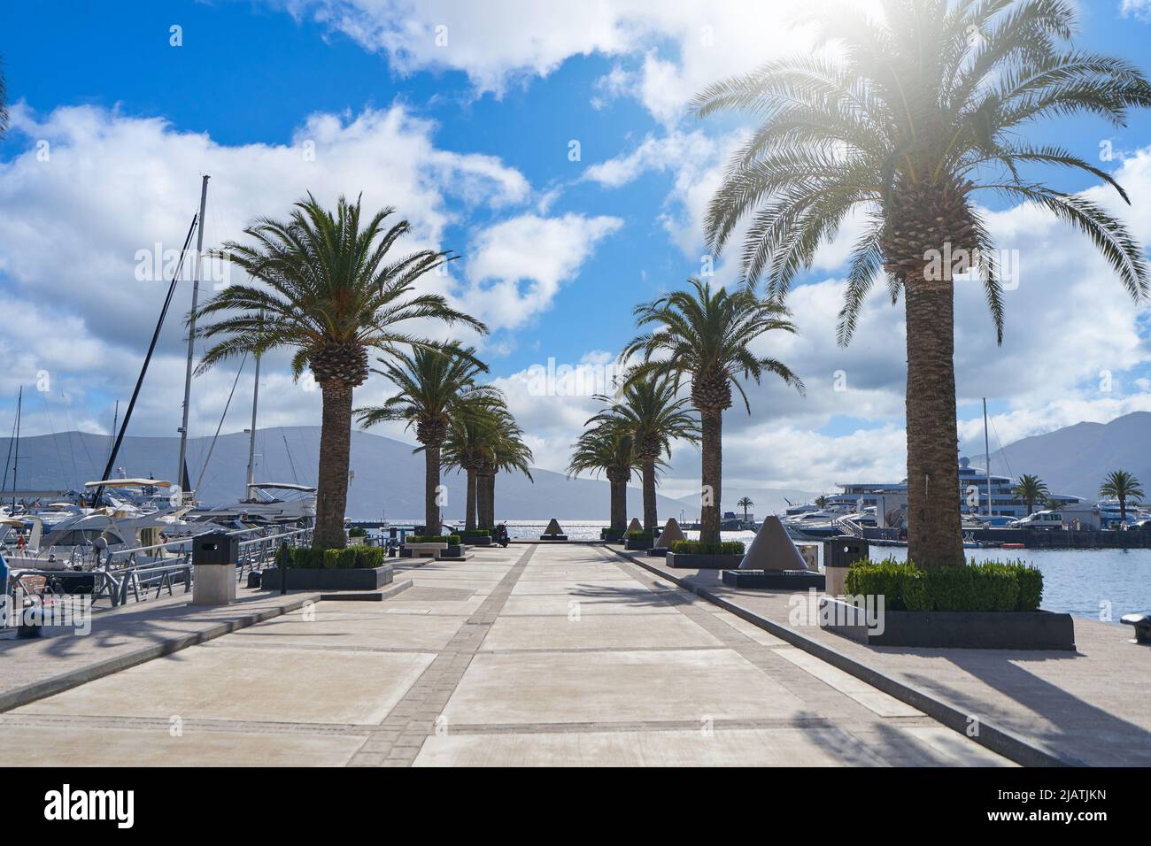 Large palm trees on the waterfront in the port Stock Photo