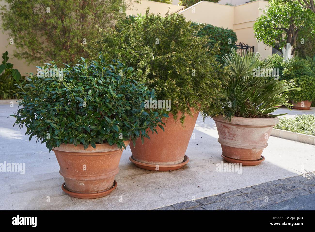 Bushes in a clay pots for landscaping garden Stock Photo