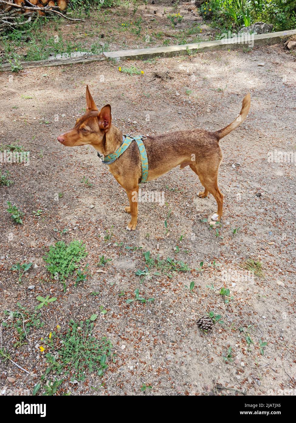 Andalusian hound dog Stock Photo - Alamy