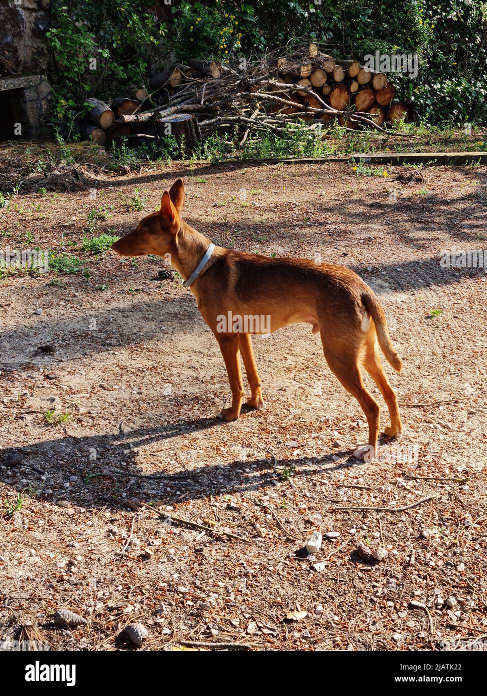 what is the breed of andalusian hound