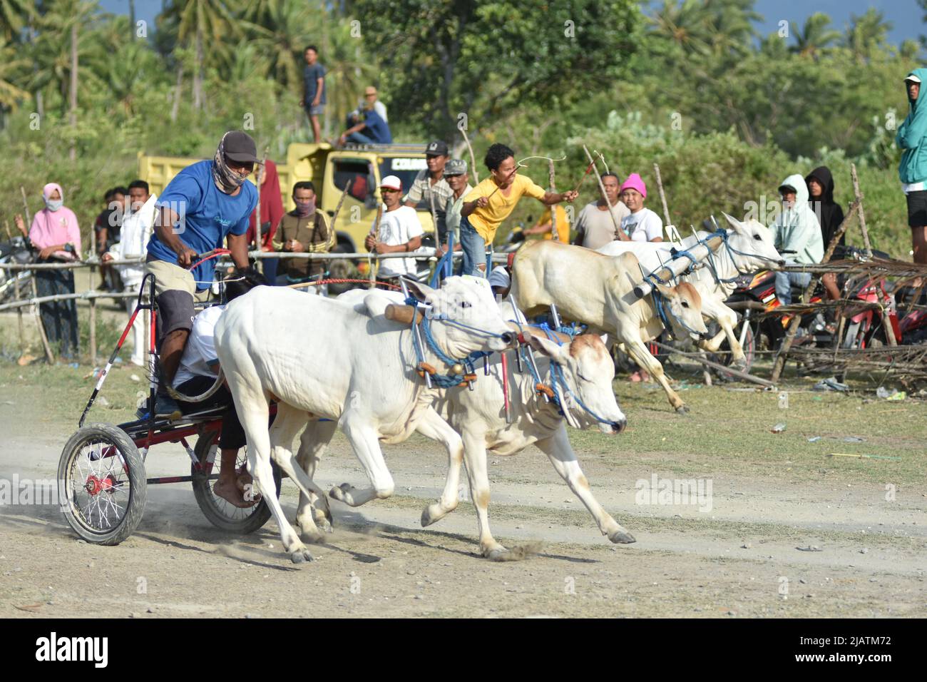 Cow Racing In India