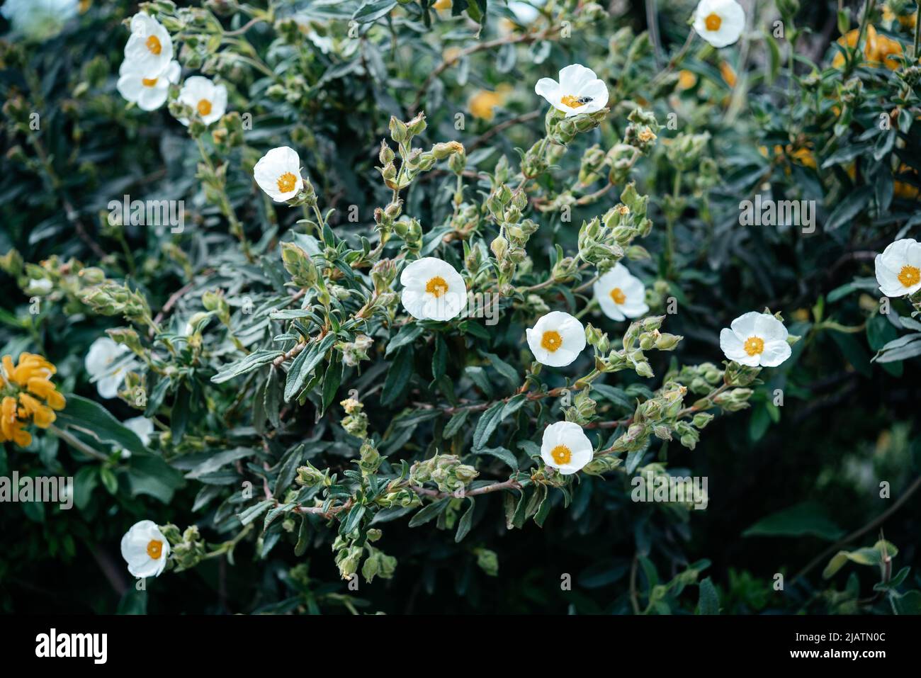 White Potentilla Abbotswood flower with a black bug in the garden in Italy Stock Photo