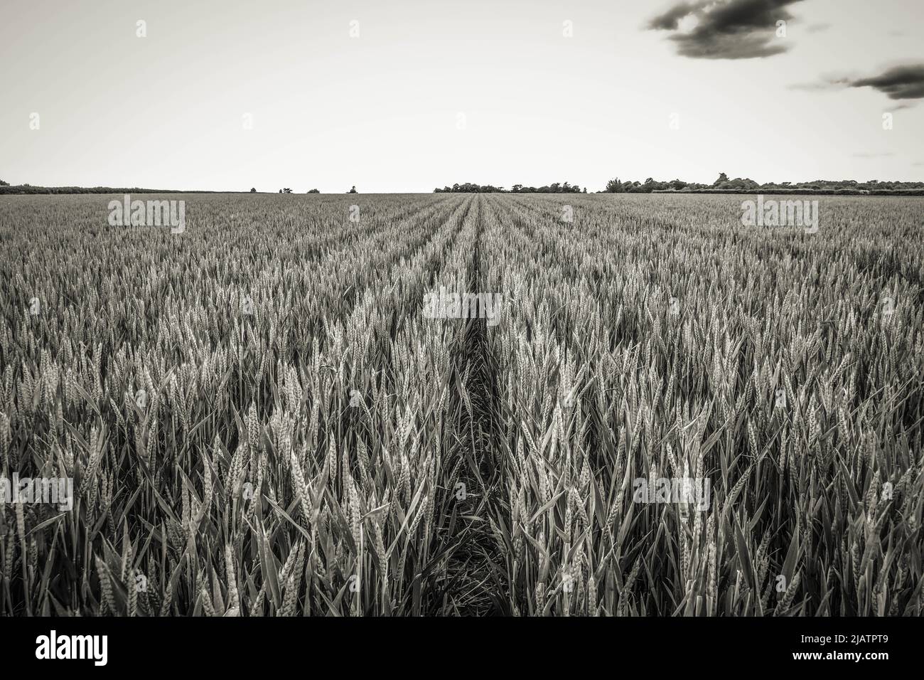 A wheat field in the English countryside Stock Photo