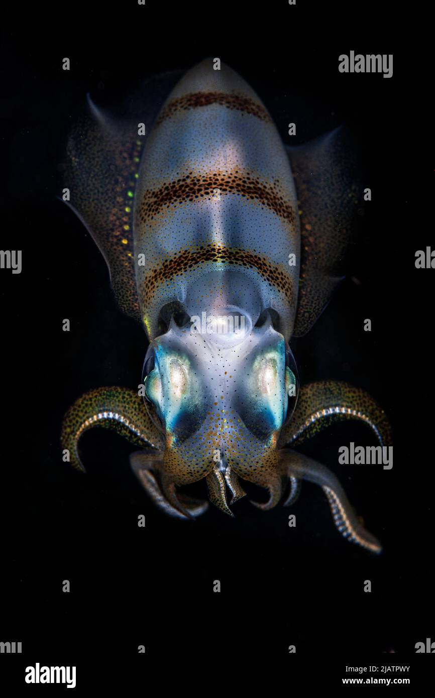 Bigfin reef squid Stock Photo - Alamy
