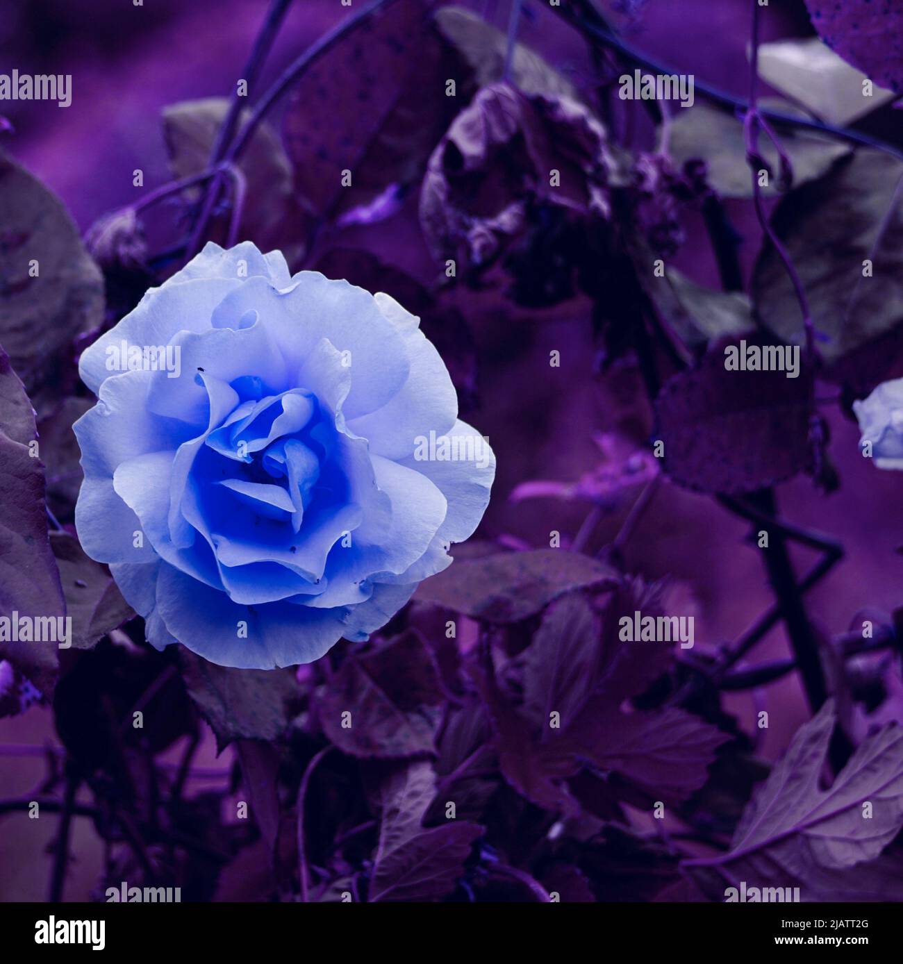 romantic blue rose flower for valentine's day Stock Photo Alamy