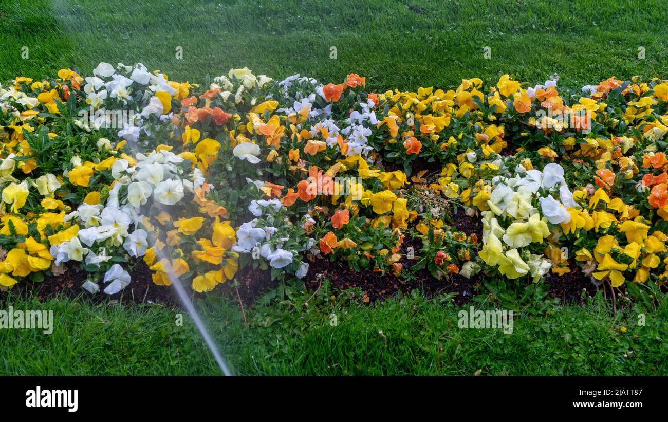 Sprinklers watering the flowers in the garden Stock Photo Alamy