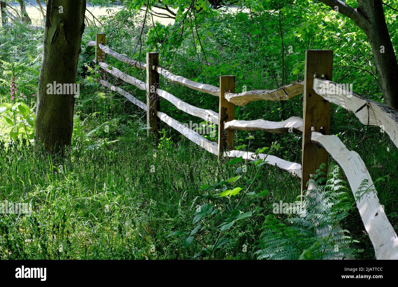 traditional split wood fence in countryside setting, norfolk, england Stock Photo