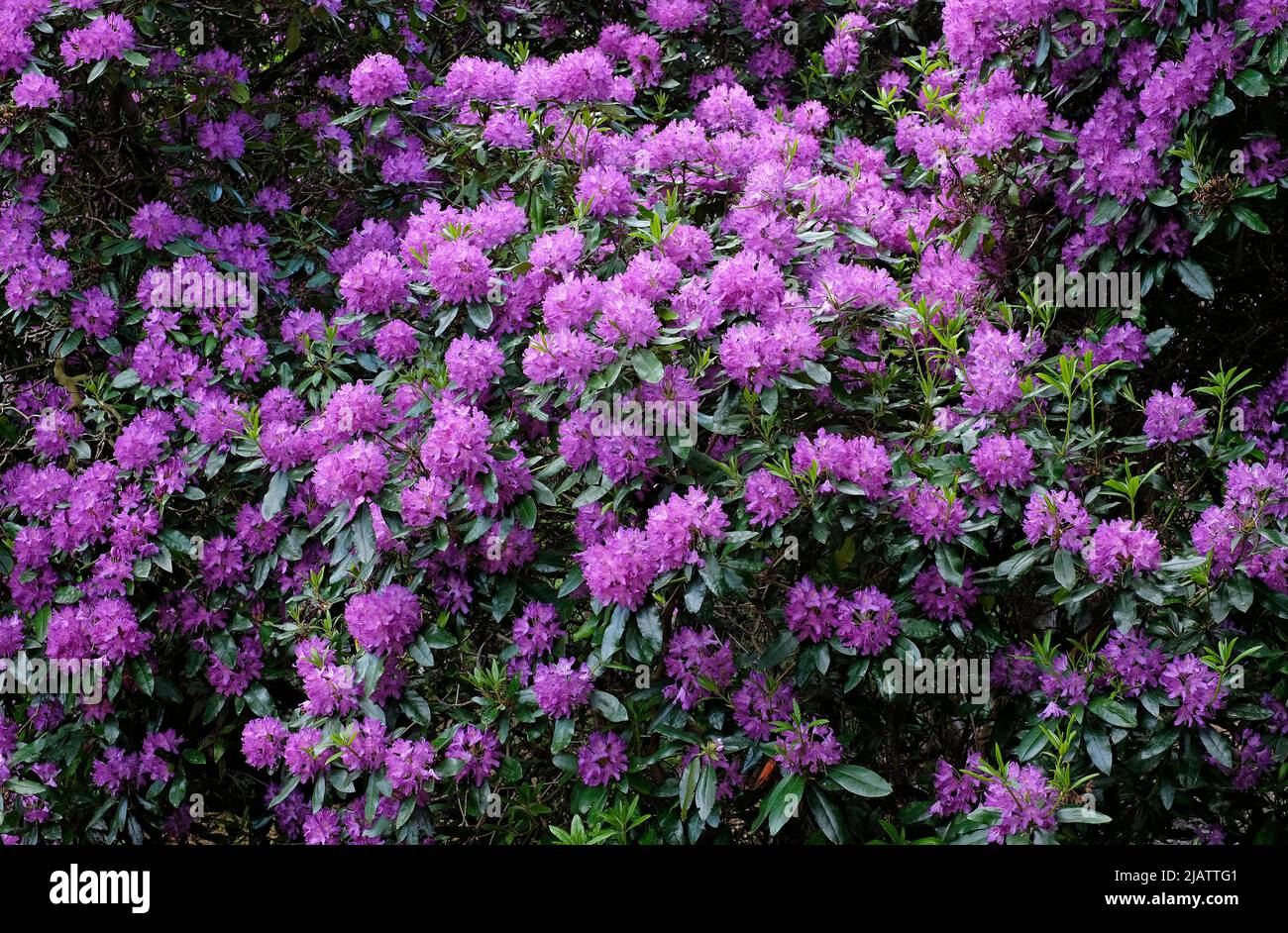 purple rhododendron plant in english garden, norfolk, england Stock Photo